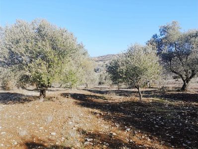 Uzun Gayrimenkul&emlak'tan Saruhanlı Sarısığırlı'da Zeytinlik