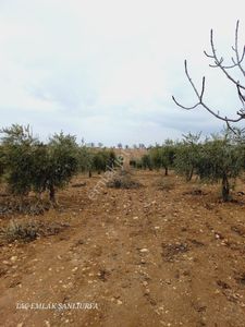 Şehire 5 Km Uzaklıkta 20 Dönüm Müstakil Tapulu Fıstıklık