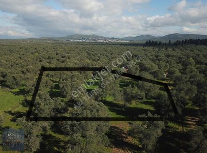 Gömeç Karaağaç'ta Satılık Zeytinlik