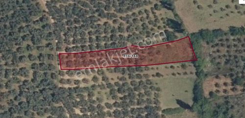 Otuz4| Orhangazi Yeniköyde Kadastral Yollu Satılık Zeytinlik