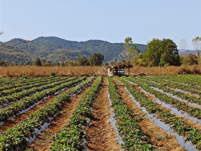 Çanakkale Akçakoyun , Kazdağlarının Eteğinde Turizm İmarlı Arsa