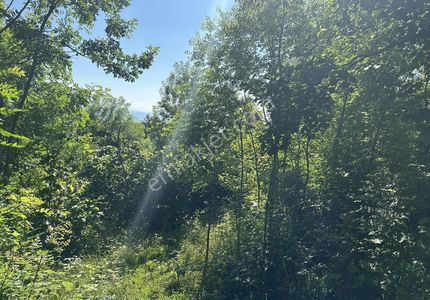 Realty Wolrd Perşembe Çaytepe' De 1045 M2 Satılık Bahçe