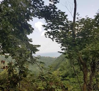 Realty World Perşembe Babalı Mah. Satılık 1500 M2 Fındık Bahçesi