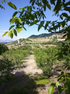 Konyaaltı Doyranda 4380m² Elektirik Ve Suyu Olan Fırsat Tarla