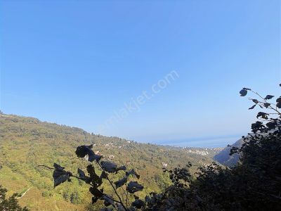 Realty World Perşembe'de Satılık 1060 M2 Fındık Bahçesi