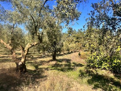 Kapital'den Dereköyde 3213 M2 Satılık Zeytinlik
