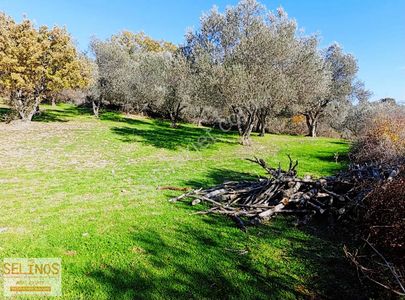Bergama Çamtepe(mahmudiye)köyü'nün Dibinde Zeytinlik