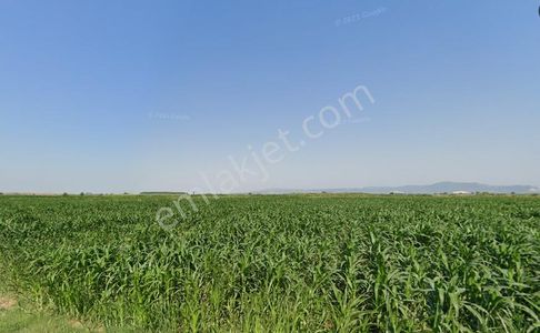 Bursa M.kemalpaşa Ovazaatlıda Yola Cephe 1.901 M² Satılık Tarla