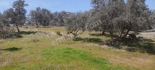 Milas Demirciler Mahallesinde Satılık Zeytinlik