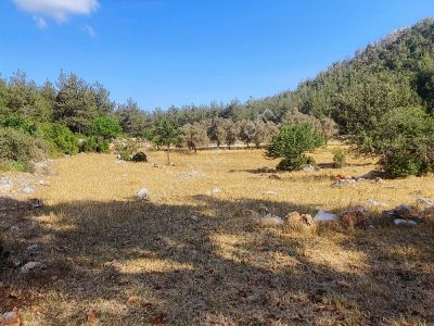 Milas Demirciler Mah. Satılık 2918 M2 Tarla