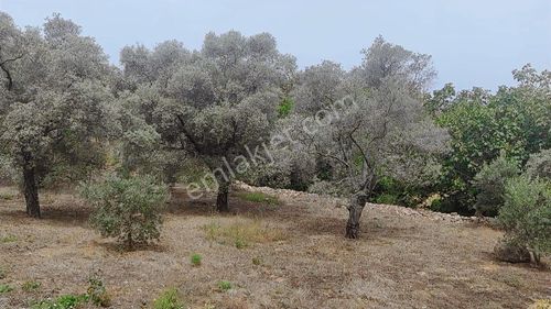 Milas Karacahisar Mah. Satılık Zeytinlik
