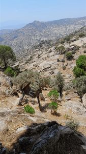 Acill Milas Çamlıyurt Satılık Zeytinlik