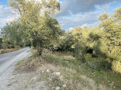 Milas Ovakışlacık'ta Satılık Zeytinlik