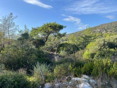 Fiyatı Düştü!!!!! Müstakil Villa Arsası