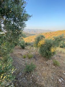 4,5 Dönüm Göl Manzaralı Zeytinlik Kupon Fiyata