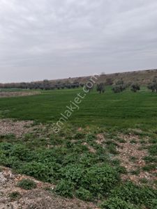 Manisa Şehzadeler Karaoğlanlı Satılık Zeytinlik