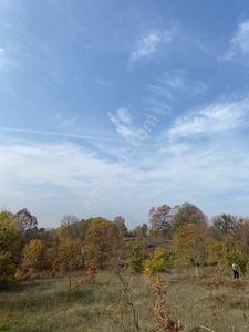 İnegöl Tekkeköy De Meyve Bahçesi Gibi Tarla Ceviz,kestane,ayva