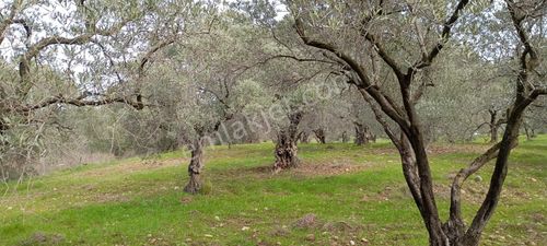 Yazıbaşı Merkeze 1 Km Uzaklıkta 11534 Metrekare Bakımlı Zeytinlik