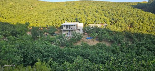 Sakarya Hendek Dereköy Satılık Fındık Bahçesi