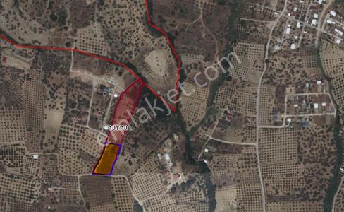 Turpa Lotustan Torbalı Saiplerde Satılık Zeytinlik