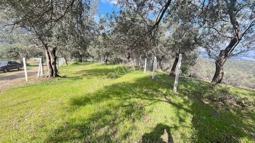 Edremit Kızılkeçili'de Muhteşem Manzaralı Zeytinlik