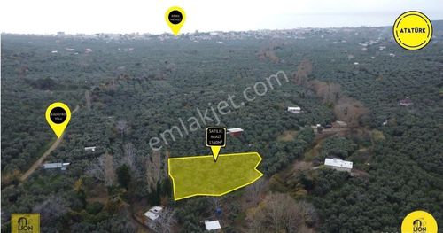🟨⬛lıon Emlak'tan Erdek Atatürk Mahallesi Kadastro Yoluna Yakın 1560m² Satılık Zeytinlik⬛🟨