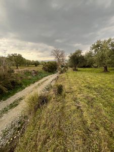 Saruhanlı Çakmaklı Mh. 568 M² Tek Tapu Köy Yanı Zeytinlik