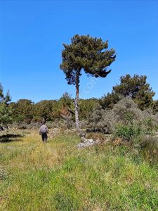 Milas Alaçam Mah. Satılık Tarla