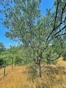 Uytundan Gömeç Kuyualan' Da 217 Metrekare Yola Cepheli Zeytinlik