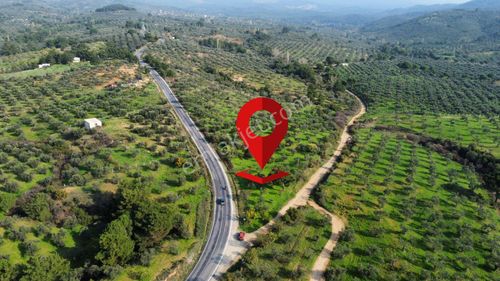 Mera Emlaktan Çamcı Mh Asfalt Cepheli 7.700m2 Müstakil Zeytinlik