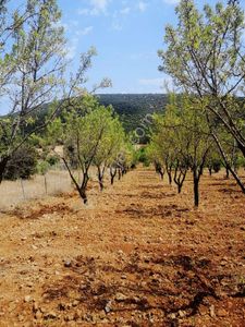 Fırsat Tavas Horasanlı'da 2264 M2 Tarla