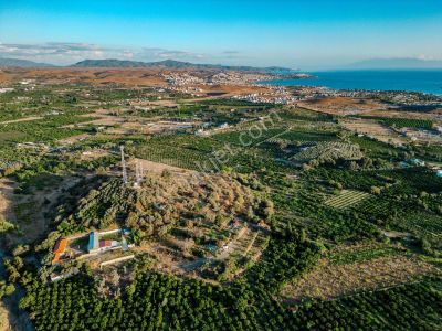 Seferihisar Da Satılık Mandalin Bahçesi