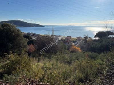 Erdek Ocaklar'da 1550m2 Deniz Manzaralı Satılık Zeytinlik