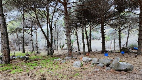 Ayvalık Yolu Üzeri -dere Cepheli (asagıbey /1894 M2)