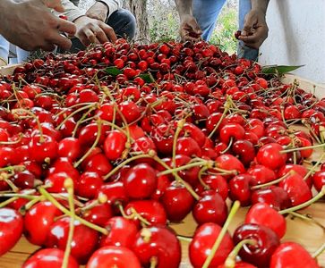 Kemalpaşa Ören'de 75.yıl Cumhuriyet Mevkide Satılık Tarla