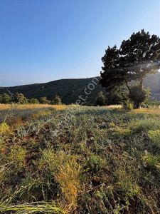 Bm Real Estate Yenişehir Kozderede Satılık 1750m2 Tek Tapu Tarla