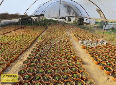 İzmir Ana Yola Sıfır Zeytinlik