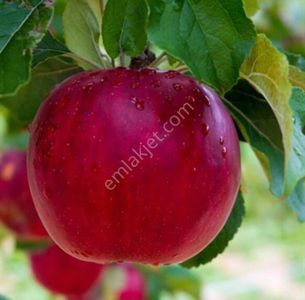 Manisa Demirci Bahçeler'de 1.938 M2 Bağ. Yerleşim Yanı Merkezde. Açıklamayı Okuyarak Arayınız.