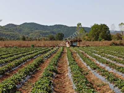 Çanakkale Akçakoyun , Kazdağlarının Eteğinde Turizm İmarlı Arsa