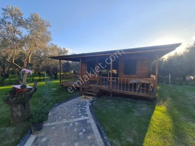 Artı'dan İçerisinde Ahşap Evi Olan Satılık 1.170 M2 Zeytinlik