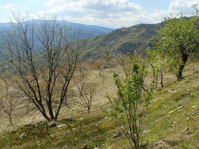 Aydın Buharkent Ericek Mahallesinde Satılık Kiraz Bahçesi