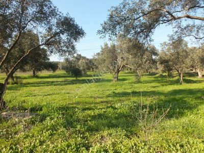 Bozdoğan Yeni Mahallede Satılık Zeytinlik Yol Kenarında Dır