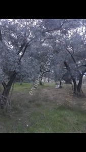 Denizli Kale Karagöl Mevkiinde Satılık Zeytinlk
