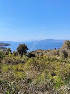 Muğla Milas Pınarcık Bodrum Yoluna Yakın Satılık Zeytinlik