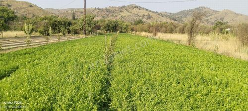 İnhisar Karaağaç Mahallesi Sahibinden Satılık Köy İçi Bahçe