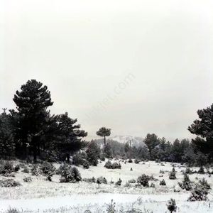 Kar Emlaktan Gökbez Yaylasında 10 Dönüm Satılık Tarla