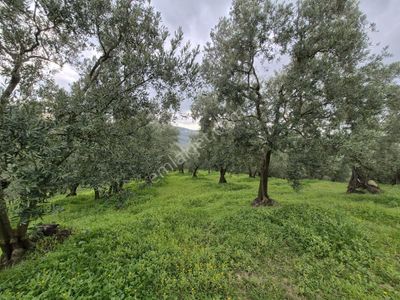 C21 Cius; Gemlik Umurbey’de 2538 M² 75 Ağaçlı Zeytinlik