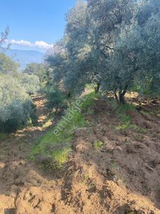 Aydın Bozdoğan Kılavuzlarda Satılık Zeytinlik