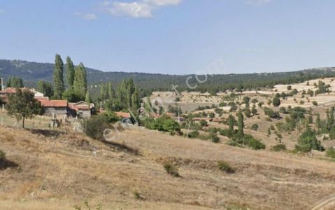 Bilecik Bozüyükte 16 Dönüm Şekli Düzgün Cevız Bahçesi