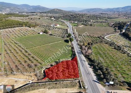 Kuşadası Yeniköy'de Yola Cepheli Satılık 1.275 M² Tarla